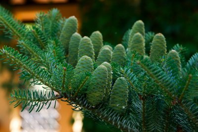Abies koreana - jedle korejská - šišky